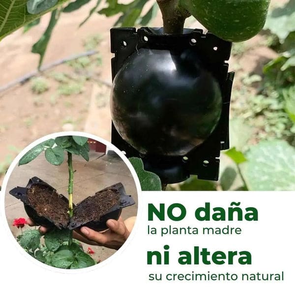 🌱 RaízPro™ - Tu Solución para Germinación y Clonación de Plantas 🌿 Paga2️⃣Lleva5️⃣ 🤯